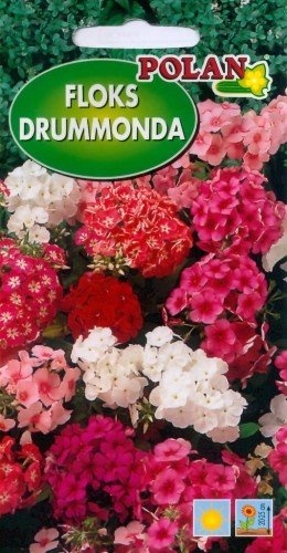 FLOKS DRUMMONDA 1g nasiona kwiatów polan