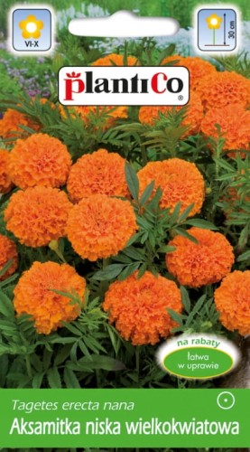 Aksamitka niska wielkokwiatowa pomarańczowa 1g nasiona plantico