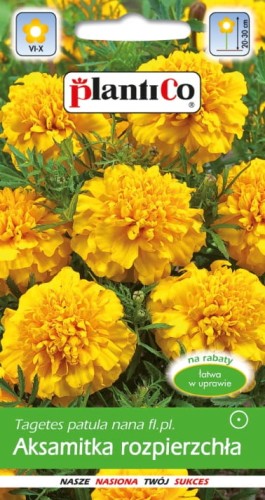 Aksamitka rozpierzchła żółta 1g nasiona kwiatów plantico