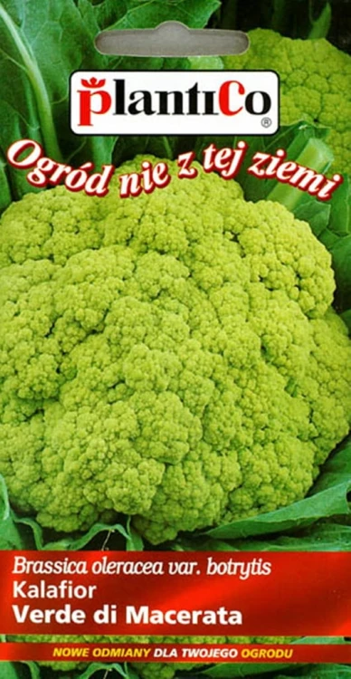 KALAFIOR ZIELONY! Romanesco natalino 0,2g nasiona Plantico