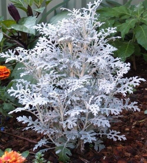 Starzec mrozy 0,2g nasiona kwiatów Plantico