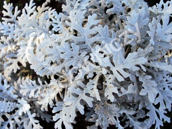 Starzec mrozy 0,2g nasiona kwiatów Plantico