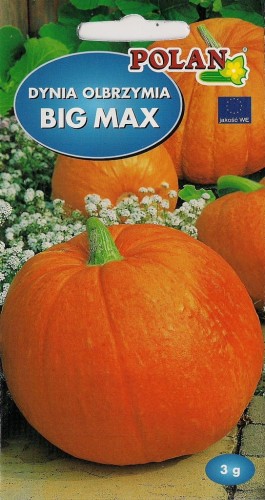 Dynia OLBRZYMIA BIG MAX 3g nasiona warzyw