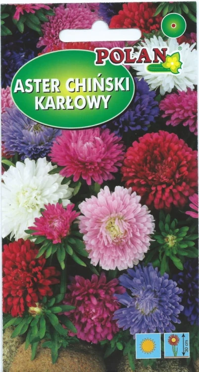 Aster chiński KARŁOWY 1g Nasiona kwiatów!