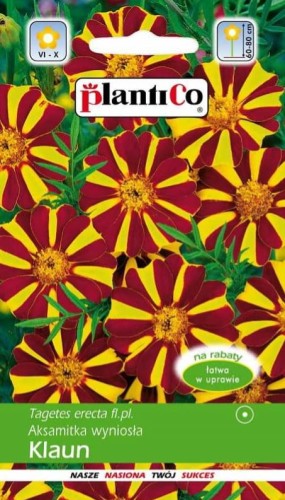 Aksamitka wyniosła KLAUN 1g! plantico