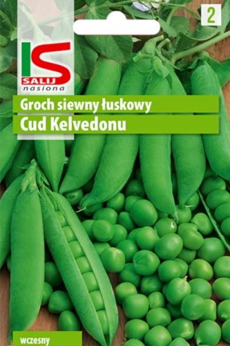Groch łuskowy niski CUD KELVEDONU 50g nasiona salnas