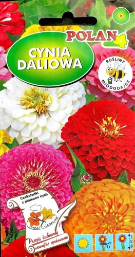 Cynia daliowa 1g nasiona kwiatów polan