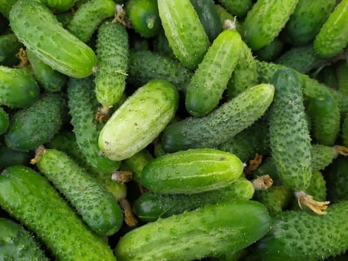 Ogórek konserwowy ŚREMSKI F1 6,5g nasiona warzyw