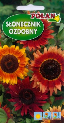 Słonecznik ozd. odcienie czerwone 5g nasiona kwiatów polan!