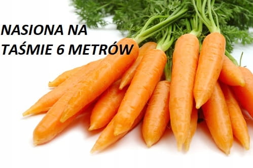 Marchew AMSTERDAM NASIONA NA TAŚMIE 6M 600nasion