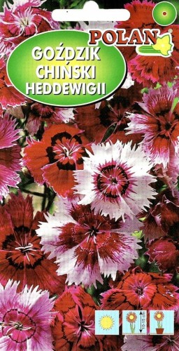 Goździk CHIŃSKI heddewigii 1g nasiona kwiatów!