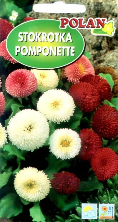 STOKROTKA pomponette 0,2g nasiona kwiatów polan