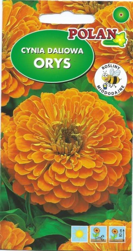 CYNIA daliowa ORYS 1g. Nasiona kwiatów polan