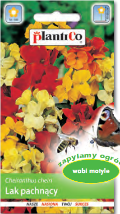 Lak pospolity 1g nasiona kwiatów