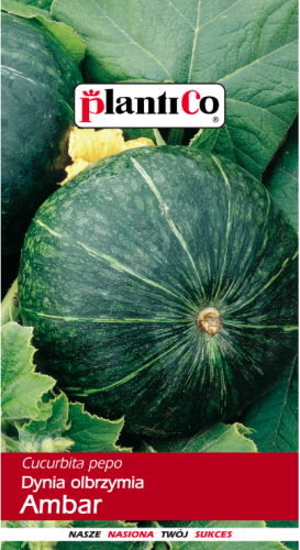 Dynia olbrzymia Ambar 5g nasiona dynii
