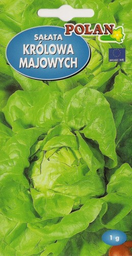 Sałata KRÓLOWA MAJOWYCH 2g Polan nasiona warzywa!