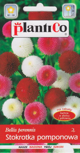 Stokrotka pomponowa 0,1g nasiona stokrotki