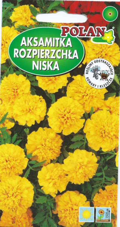 aksamitka niska pełna żółta 1g nasiona kwiatów