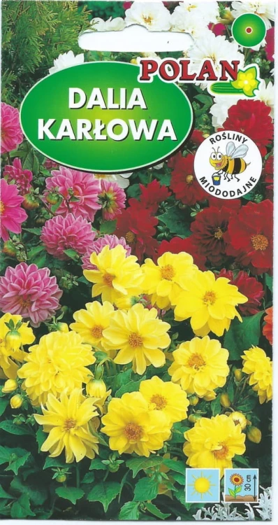 DALIA KARŁOWA 2g MIESZANKA PEŁNYCH I PÓŁPEŁNYCH