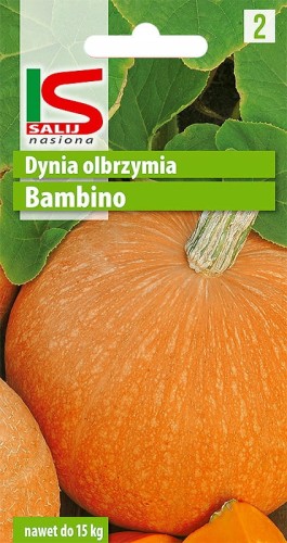 Dynia Olbrzymia BAMBINO 5g salnas nasiona warzywa