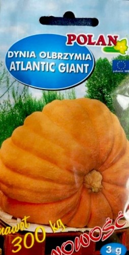 Dynia OLBRZYMIA ATLANTIC GIANT 3g nasiona warzyw