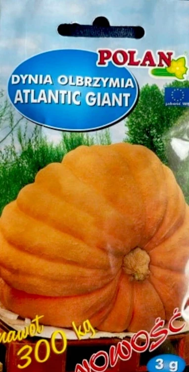 Dynia OLBRZYMIA ATLANTIC GIANT 3g nasiona warzyw