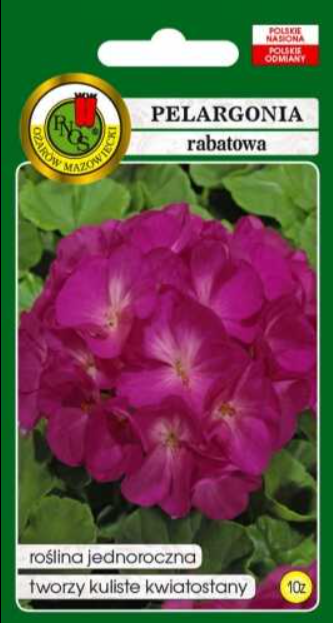 Pelargonia fioletowa nasiona 10 ziaren
