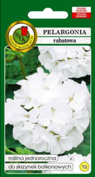 Pelargonia biala nasiona 10 ziaren