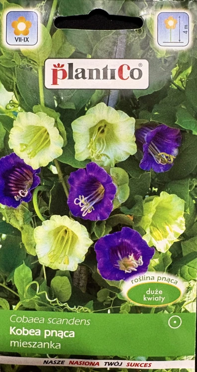 Kobea pnąca mieszanka nasiona kwiatów 0,5g