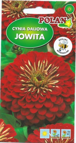 CYNIA daliowa JOWITA 1g. Nasiona kwiatów polan
