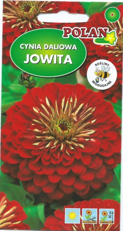 CYNIA daliowa JOWITA 1g. Nasiona kwiatów polan