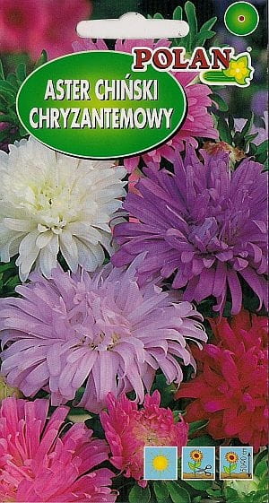 Aster chiński CHRYZANTEMOWY 1g Nasiona kwiatów!