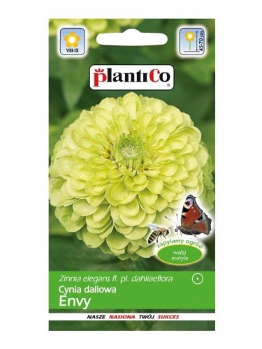 CYNIA daliowa 1g ENVY SELEDYNOWA nasiona plantico!