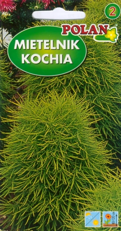 Mietelnik Kochia 3g! Nasiona trawy polan