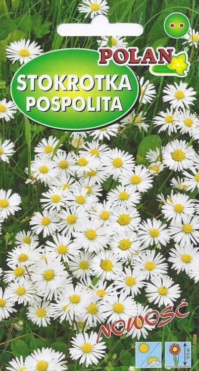 STOKROTKA pospolita biała 0,2g! nasiona polan