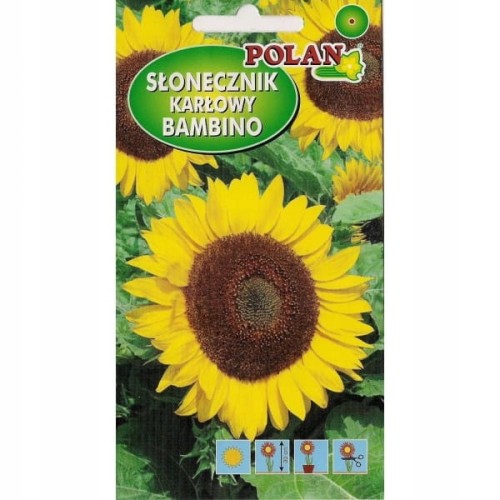 Słonecznik ozdobny ŻÓŁTY BAMBINO 2g KARŁOWY polan